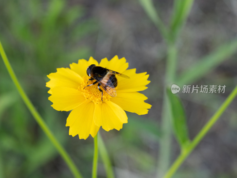 春天的金鸡菊开花特写