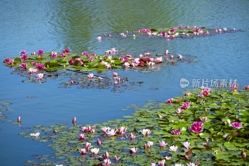 夏天莲花池里盛开的粉色睡莲风景