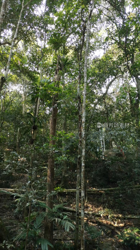 槟榔谷绿色树木植物