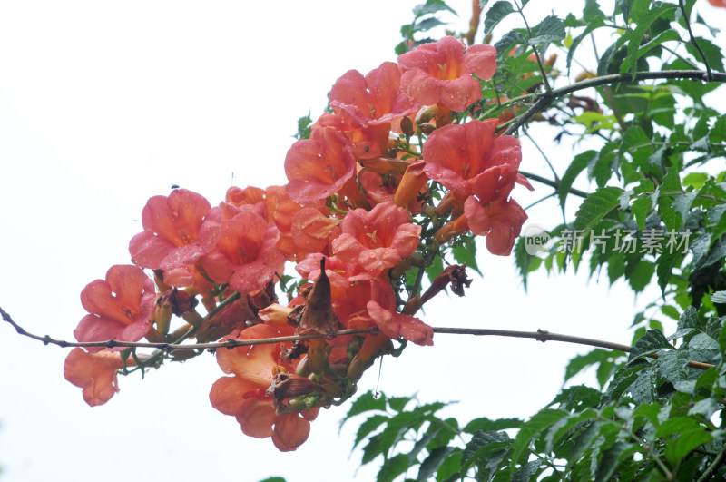 绿叶衬托下的鲜艳凌霄花特写