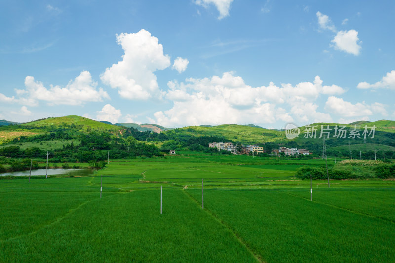 绿油油的农田航拍