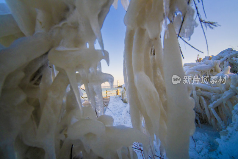 山东省威海市经区威海公园海岸边的树枝冰挂