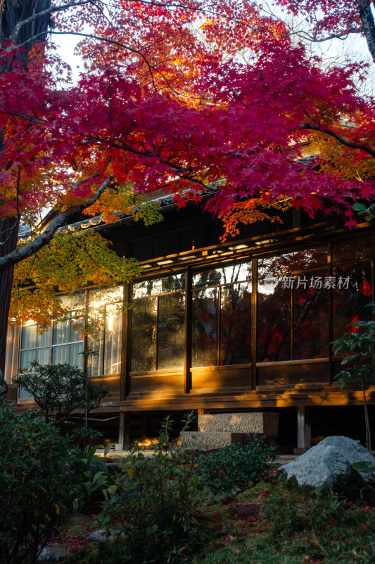 日式庭院 庭院 京都 枫叶 秋天