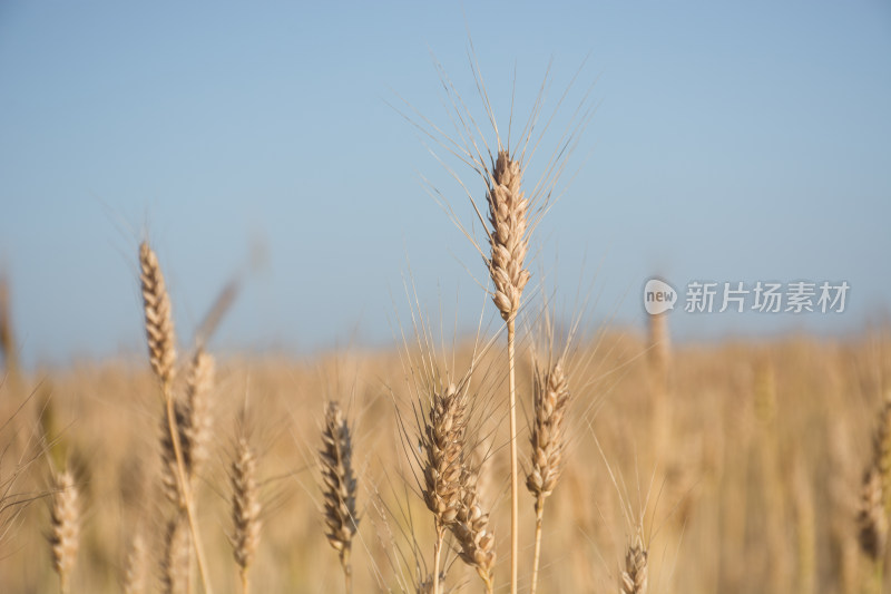 乡村农田小麦麦穗特写