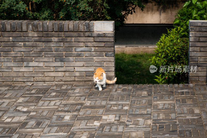 小猫在地面寻找食物