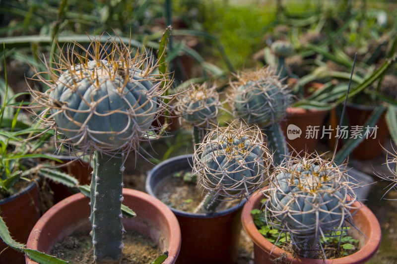 仙人球多肉植物