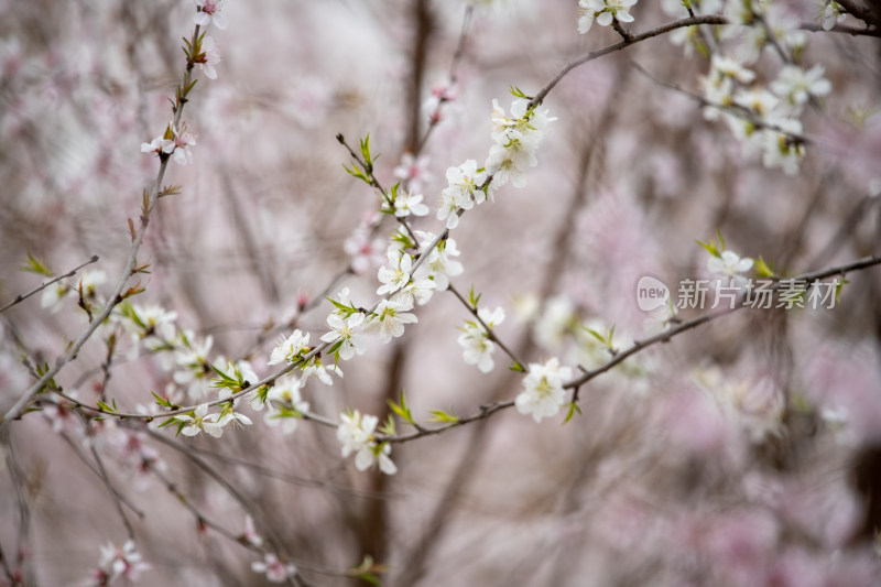 桃树桃花桃树林