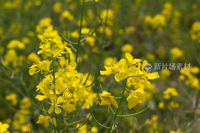 美丽的黄色油菜花田近景特写