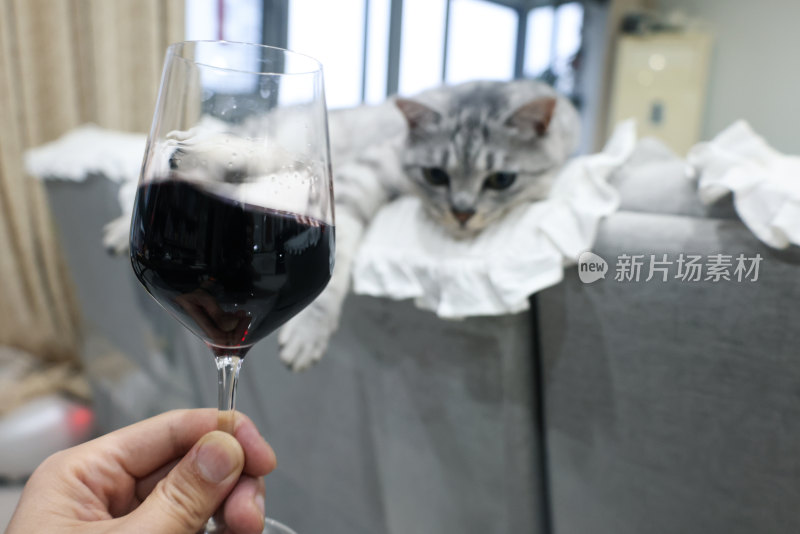 猫宠物动物