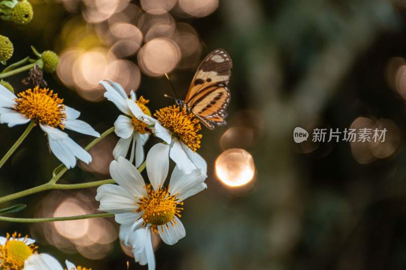 花粉蝴蝶飞翔，美丽的飞虫