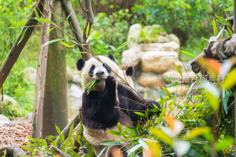 动物园里吃竹子的熊猫