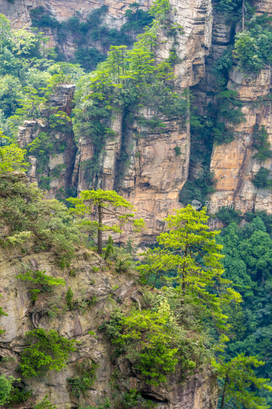 中国湖南张家界景区奇特山峰与茂密森林