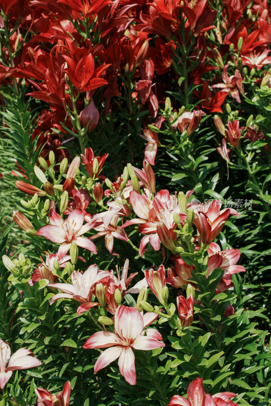 北京花乡公园百合花