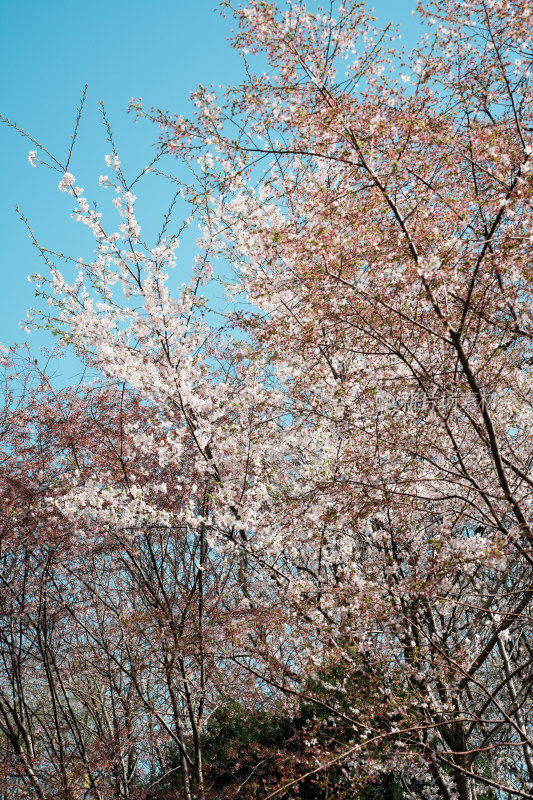 北京玉渊潭公园樱花节樱花树樱花