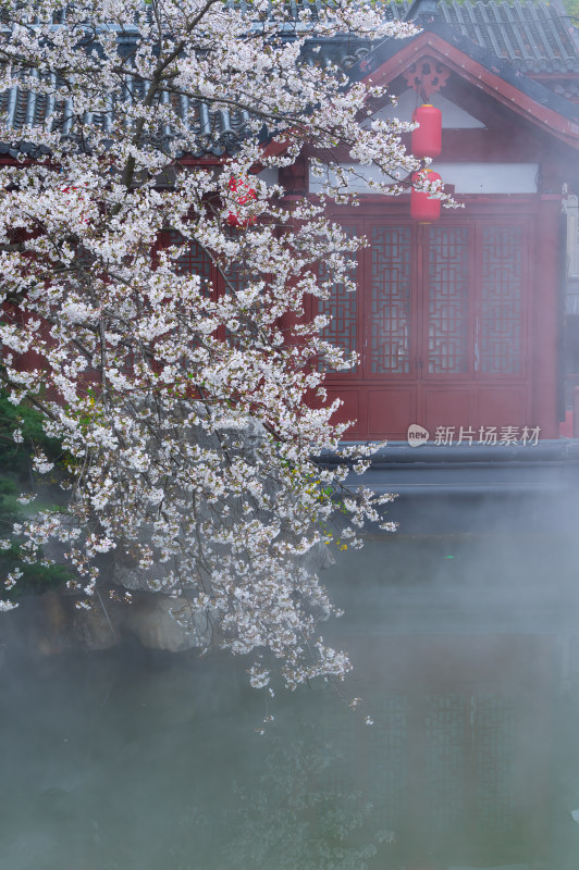 武汉东湖磨山樱花园樱花盛开