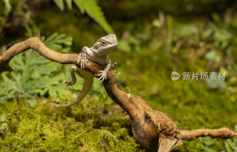 热带植物蜥蜴
