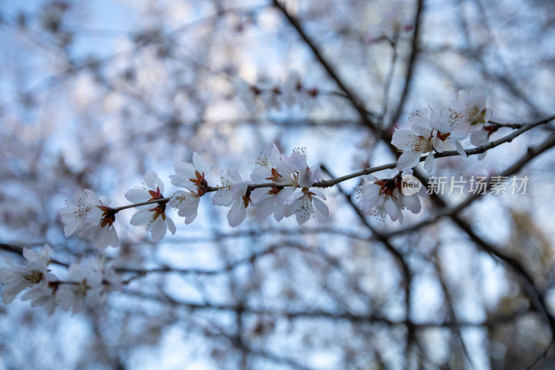 特写一树樱花开