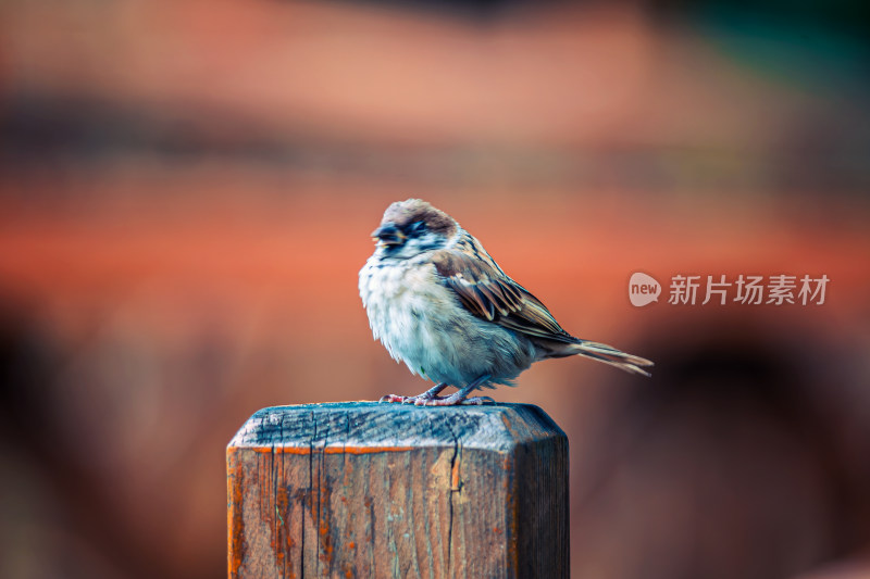 麻雀栖息在木柱上的特写镜头