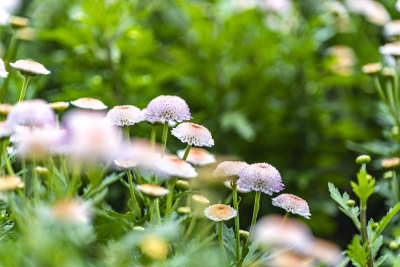 春天盛开的花朵