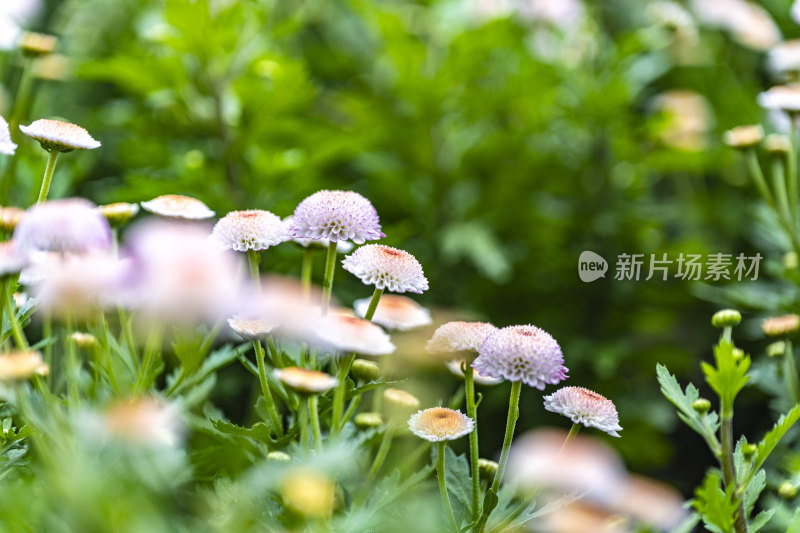 春天盛开的花朵