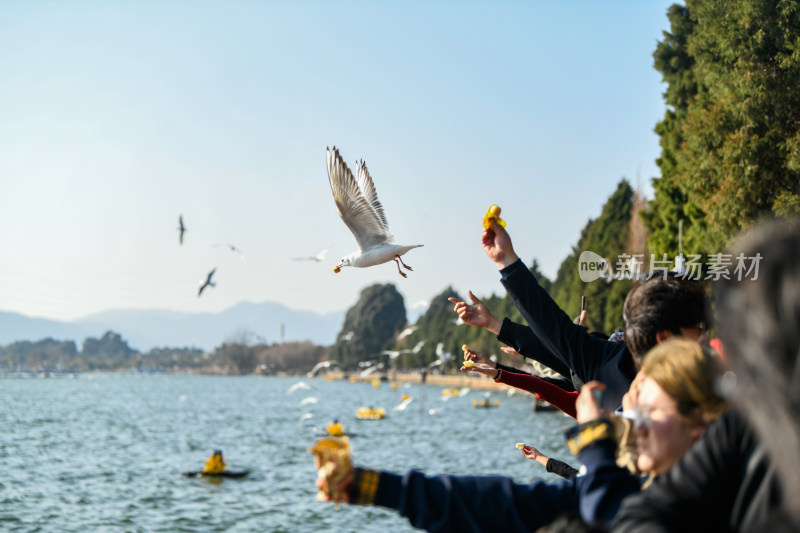 湿地公园  海鸥飞翔  鸟群飞翔