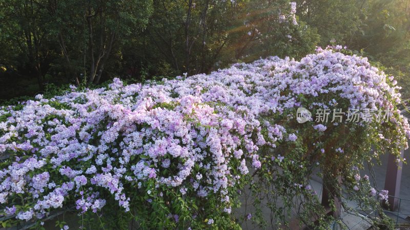 广东东莞：蒜香藤花开