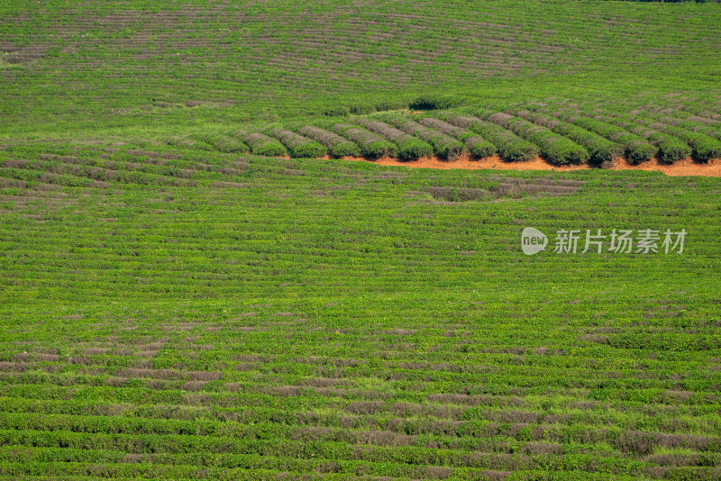 春天茶园采茶