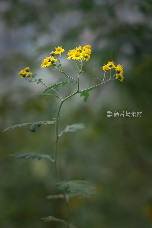 秋天霜降菊花黄色寒冷自然风景故乡思念