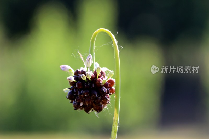 薤白开花结出种子