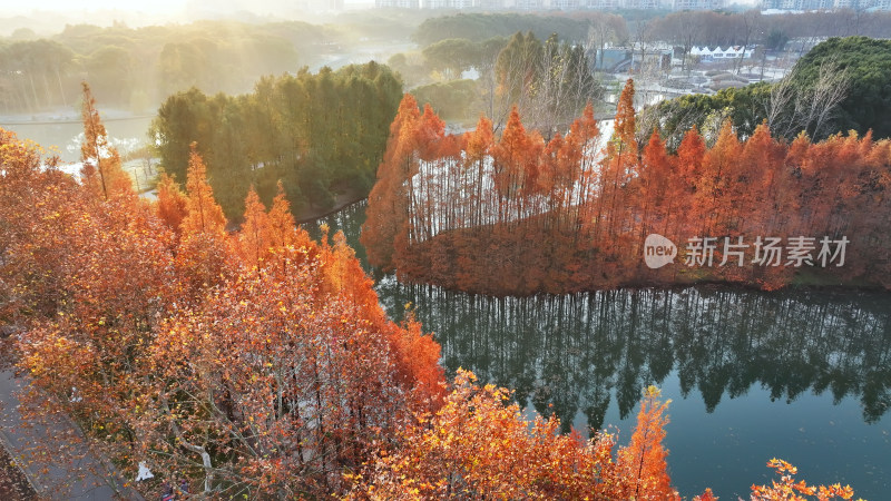 秋日公园景观，阳光洒在多彩树木上