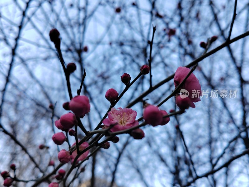 梅花盛开的树枝特写