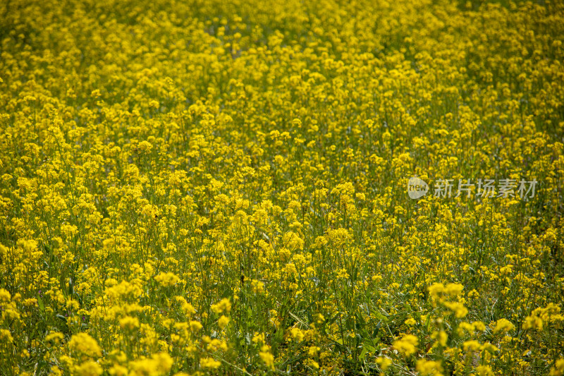 春天野外金灿灿的油菜花田金黄色花海