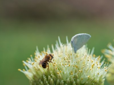 春天蜜蜂飞舞采蜜