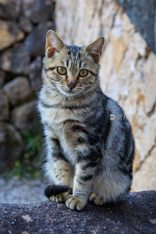 石墙旁的狸花猫坐姿优雅惹人爱