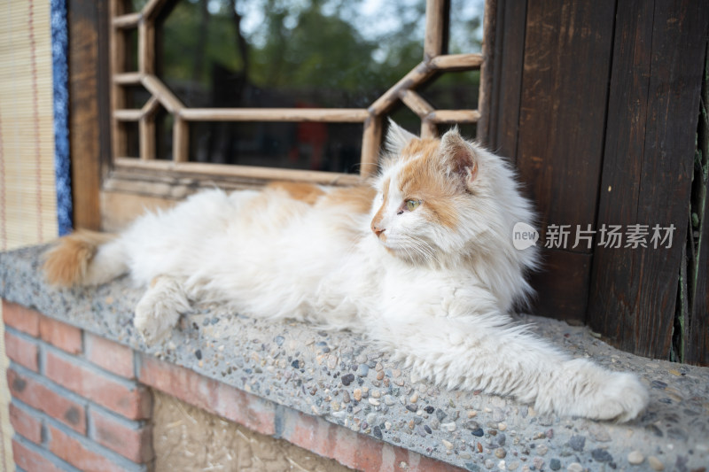 农村窗台上的狮子猫长毛猫