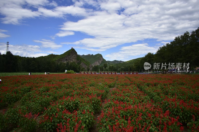 花海夏天