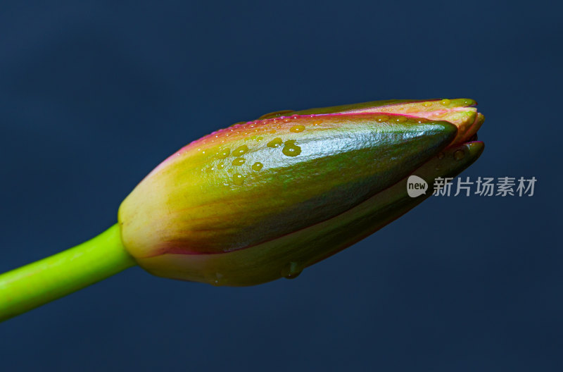 室内棚拍睡莲花骨朵静物