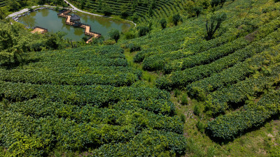 茶叶茶山茶艺茶园采茶茶红茶绿茶春茶茶叶茶