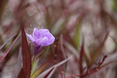 蓝花草 翠芦莉 紫花朵 小紫花 3919