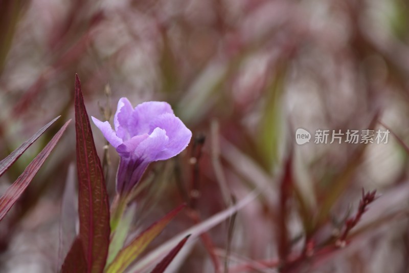 蓝花草 翠芦莉 紫花朵 小紫花 3919