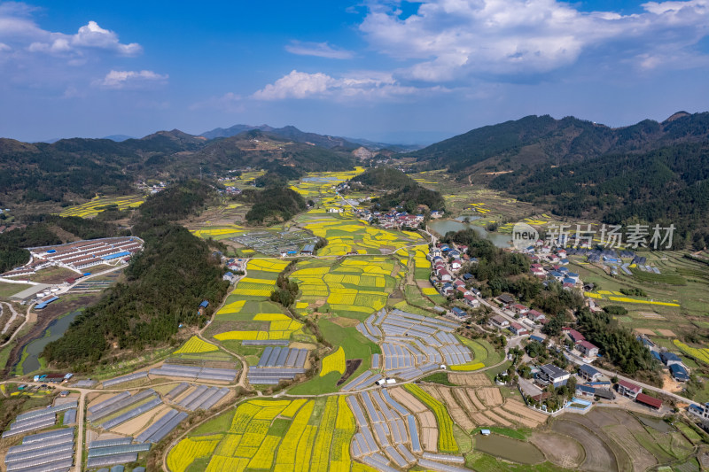 农业种植农田油菜花航拍图