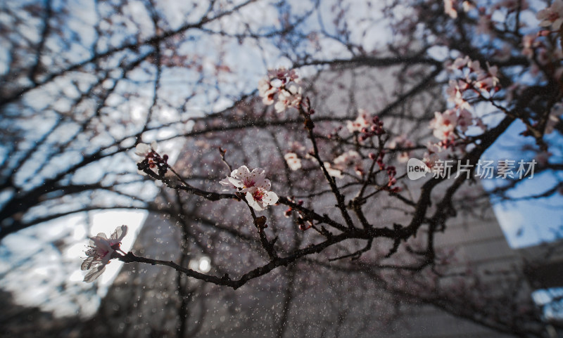 盛开的梅花