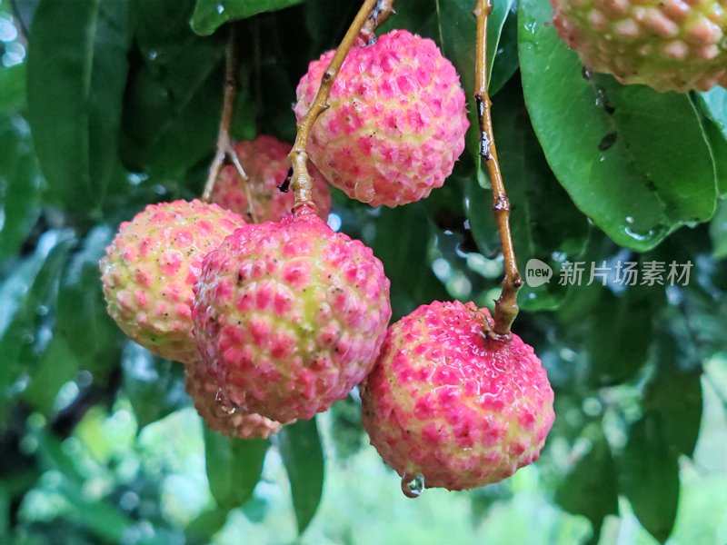 枝头成熟带水珠的新鲜荔枝