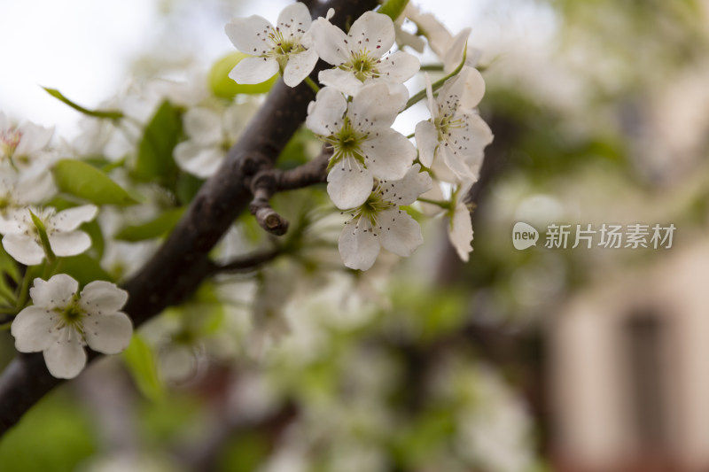 花卉植物梨花春季