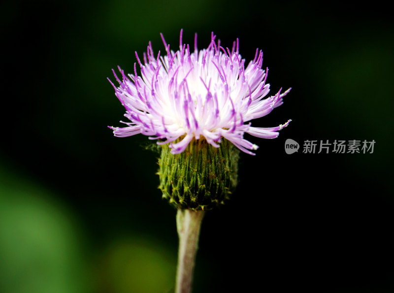 盛开的花朵