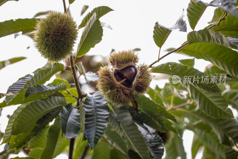 板栗栗子成熟果实