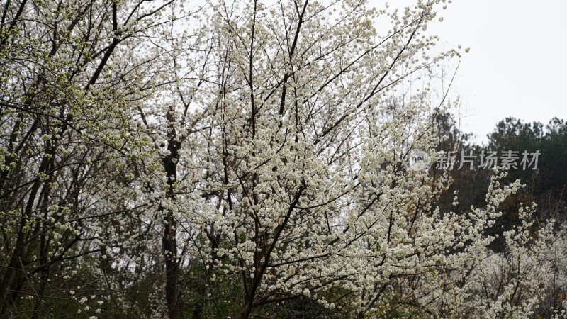 白花的海洋