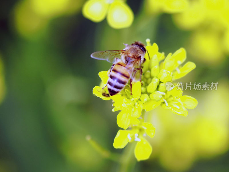 蜜蜂采蜜