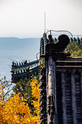 古建筑屋顶与秋日黄叶景观