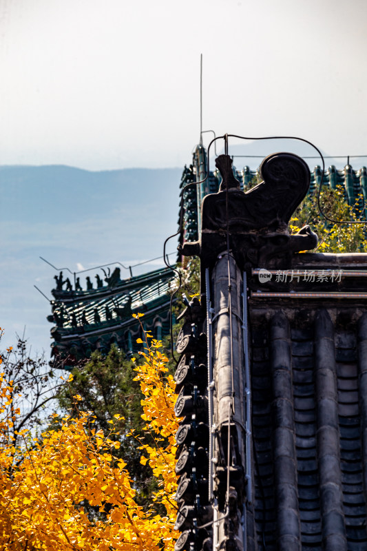 古建筑屋顶与秋日黄叶景观